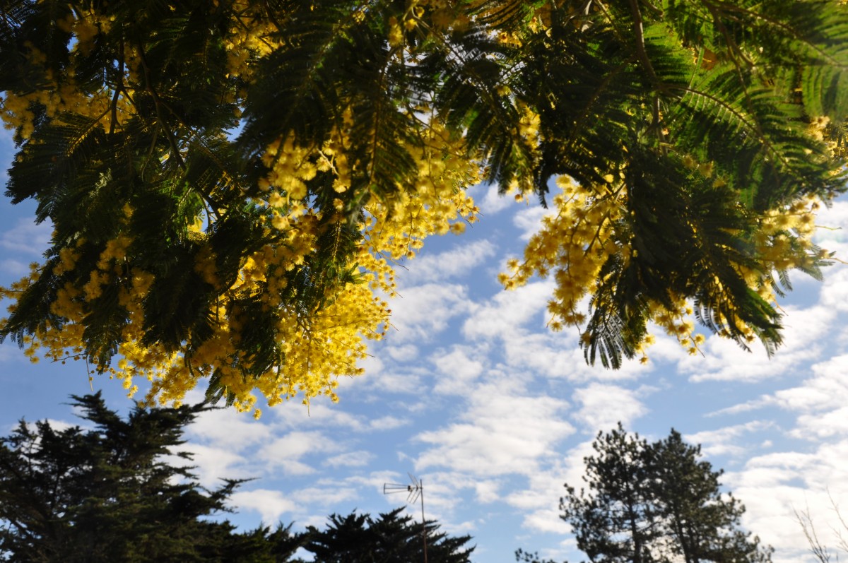 Arbre en fleurs jaunes sur ciel bleu