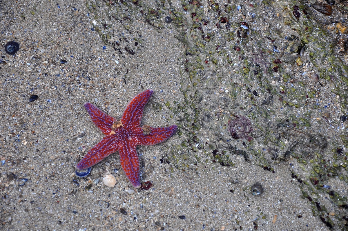 Etoile de mer rouge sur le sable de la plage avec des coquillages et algues