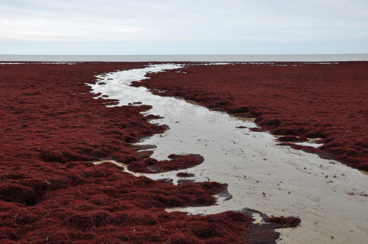 Algues rouges sur la plage à côté de Guérande