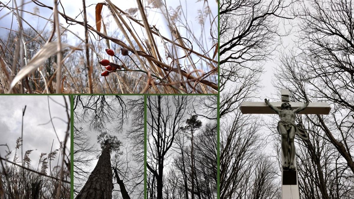 Images d'arbres découpés sur ciel blanc