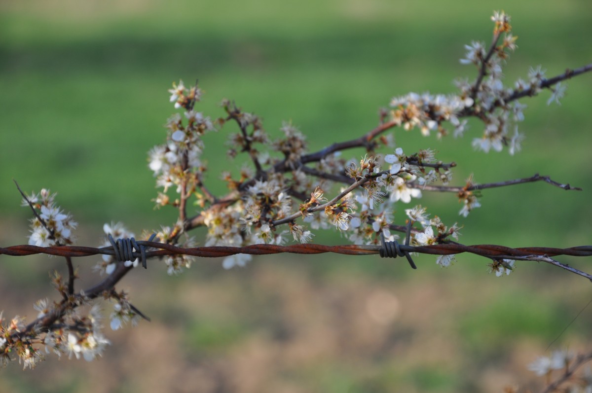 Branche avec des petites fleurs passe un barbelé